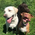 Hank & Dean & Raegan - @theadventuresofhankdeanraegan - Instagram