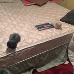Hank & Dean: The Venpurr Bros. - @venpurrbros - Instagram