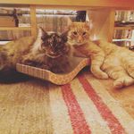 Hank -n- Dean - @hankydean - Instagram
