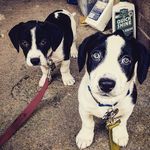 Hank and Dean - @hank_and_dean - Instagram