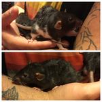 Hank and Dean - @handsomehank_deanburrito - Instagram