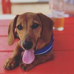 Hank and Jimmy Dean - @hankthehotdawg - Instagram