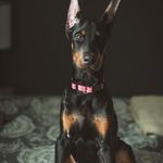 Hank Bo Dean - @hank_thedobermantank - Instagram