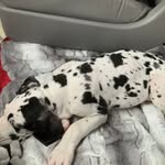 Hank Dillon - @hankmaxwell0403 - Instagram