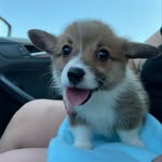 Hank Dillon 🐾 - @hankthetank508 - Instagram