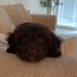 Hank Hugh Dunn-Moolasiwa - @hank.cockerpoo - Instagram