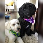 Hank & Bee Edwards - @hankandbeesdailysmile - Instagram