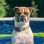 Hank Elliott - @hank_the_grumpydog - Instagram