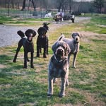 Hank and Cooper and Rio and Missy Hart - @hank_cooper_rio_missy - Instagram