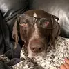 Hank - @harts.hank.the.tank - TikTok