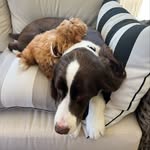 Hank & Harvey🐶 - @hankandharveyslife - Instagram