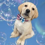 Hank Harvey - @hank_thehunkylab - Instagram