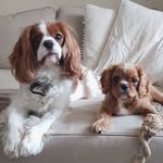 Harvey + Hank - @harveyandhankslondonadventures - Instagram