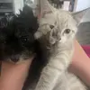 harvey and hank in it togethe - @.harvey.and.hank - TikTok