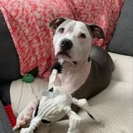 Lisa Michele - @hankharvey_pitbull - Instagram