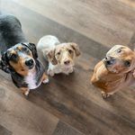 Hank, Henry, & Hermina - @adventuresofhankandhenry - Instagram