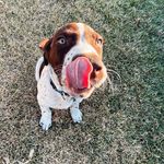 Hank Henry Bosch - @hankhenrybosch - Instagram