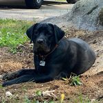 Hank The Tank - @hank_jackson_ - Instagram