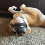 Hank King - @hankking - Instagram