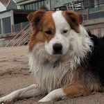 Hank King - @hankwilliamsking - Instagram