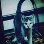 🐱Hank King Jones😼 - @hank.da.king.cat - Instagram