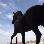 Hank Martin - @petvet446 - Instagram