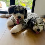 Hank & Miles - @hanknmiles - Instagram