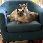 Hank, Walter and Miles♥️ - @hank.walter.and.miles - Instagram