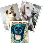 Miles, Hank, and Riley - @miles.hank.riley - Instagram