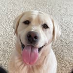 Hank Pierce - @hank.the.english.lab - Instagram