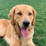 Hank Roberson - @hank.thegolden.co - Instagram