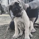 Hank Roberts - @hank.the.tank.greatdane - Instagram