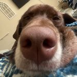 Hank Roberts - @everybodyloveshank_ - Instagram