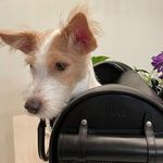 hank and rose - @hank_says_hank_12 - Instagram