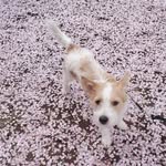 Hank - @hank_rose_hank - Instagram