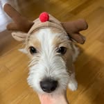 Hank_Rosé - @hank_saays_hannk - Instagram