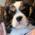 Hank Rose - @mrhankrose - Instagram