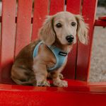 Hank Rose - @iamhankrose - Instagram