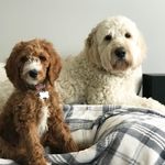 Hank Rose // Lola Rose - @hankydoodle_loladandy - Instagram