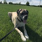 Hank Rosewood - @hank_rosewood - Instagram