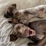Hank the Tank, Greta Gene & Wrigley Rose - @hank_greta_wrigley - Instagram
