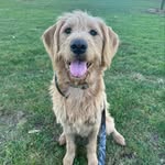 Leonard (Lenny) Rose Hank - @lennyrosehank - Instagram