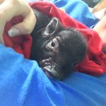 Hank Ross - @hankrossthepig - Instagram