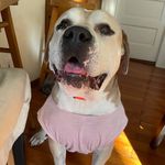 Hank Thunderpaw Whizin Ross - @santacruz_hank - Instagram