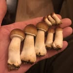 Hank Shank - @neosporein - Instagram