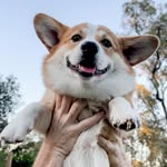 Hank The Pembroke Corgi - @hank_the_lamb_shank - Instagram