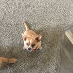 Hank Simons - @hanktacobell - Instagram