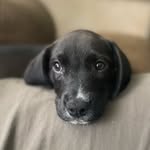 Hank Simpson🐶 - @lifeofhanksimpson - Instagram