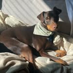 Hank Simpson - @hankledog - Instagram