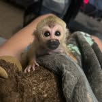 Hank Simpson - @mymonkey_hank - Instagram
